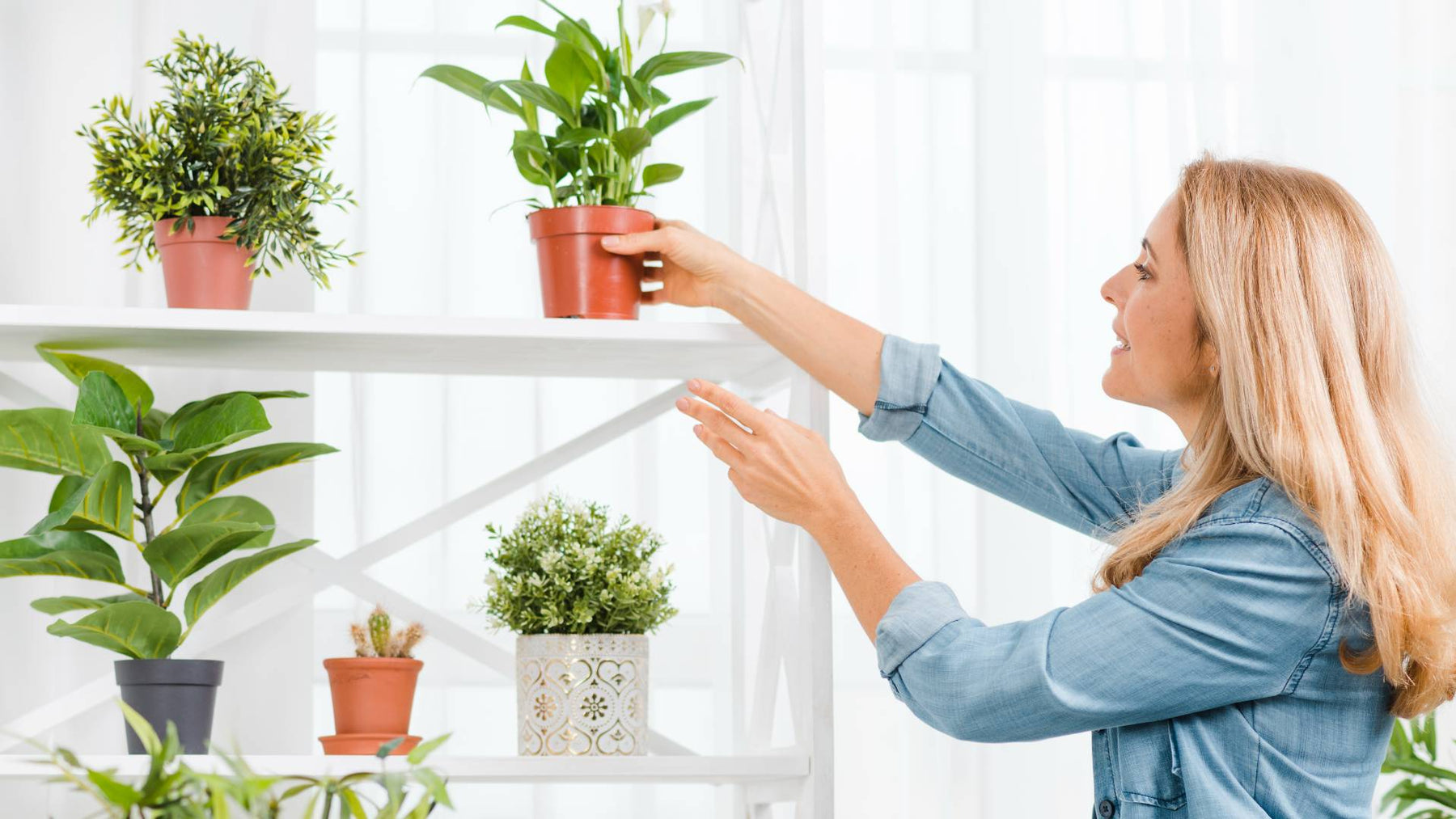 How to Use a Humidifier for Plants? A Comprehensive Guide