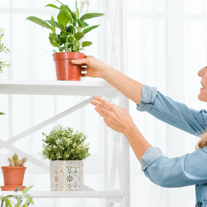How to Use a Humidifier for Plants? A Comprehensive Guide