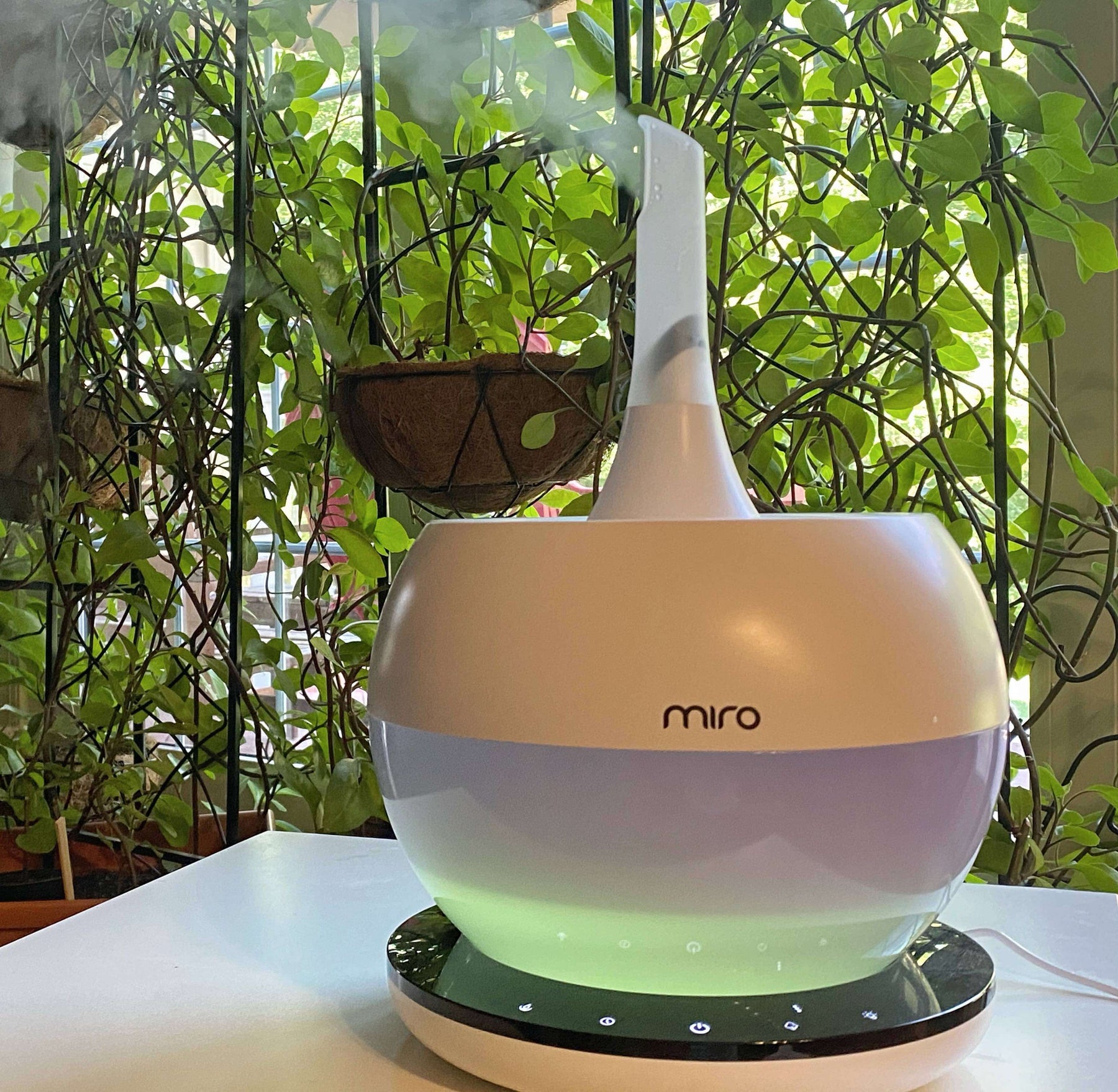 Using Humidifiers for Healthy Plants