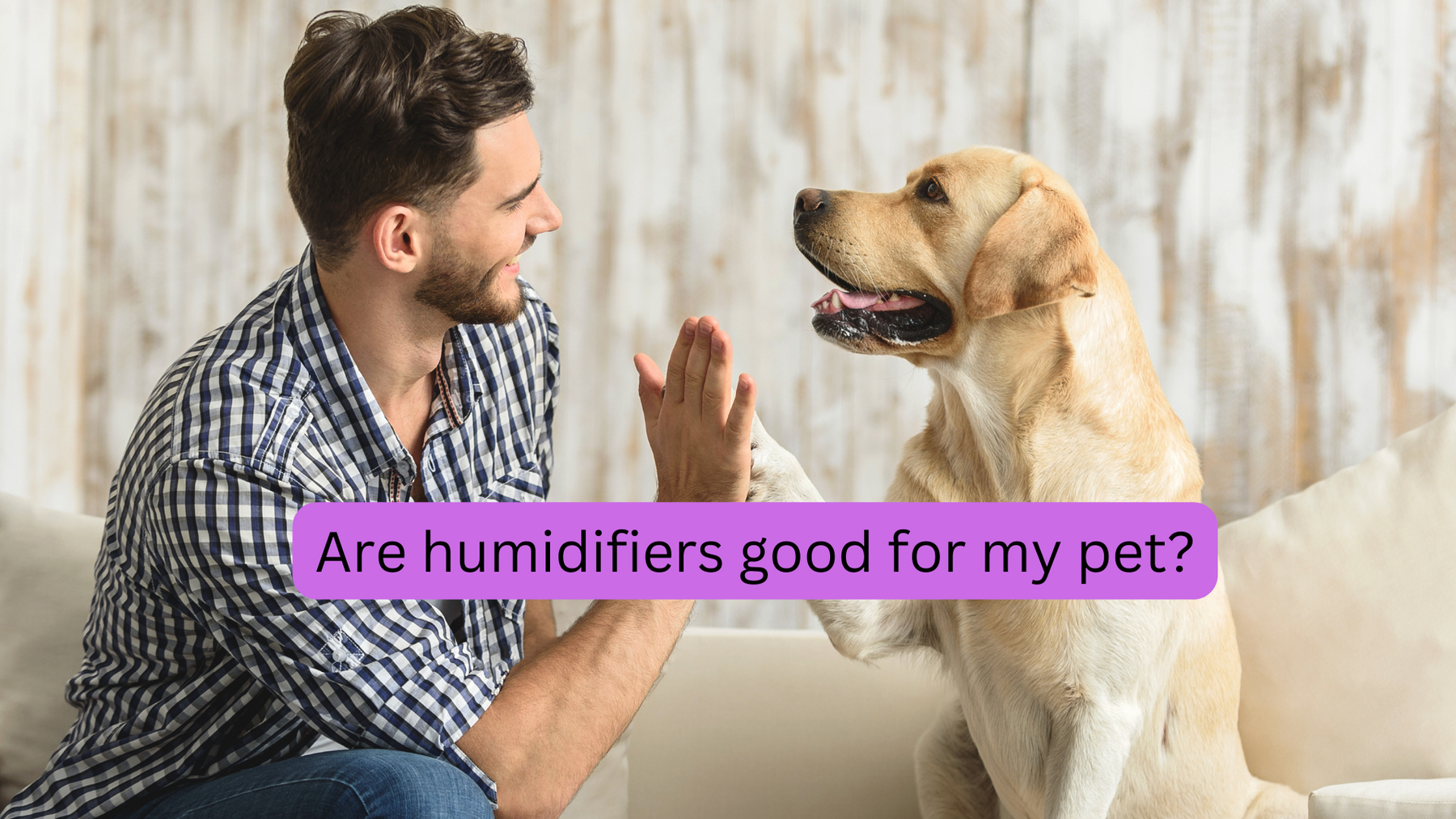 Can a Humidifier Benefit My Pet?