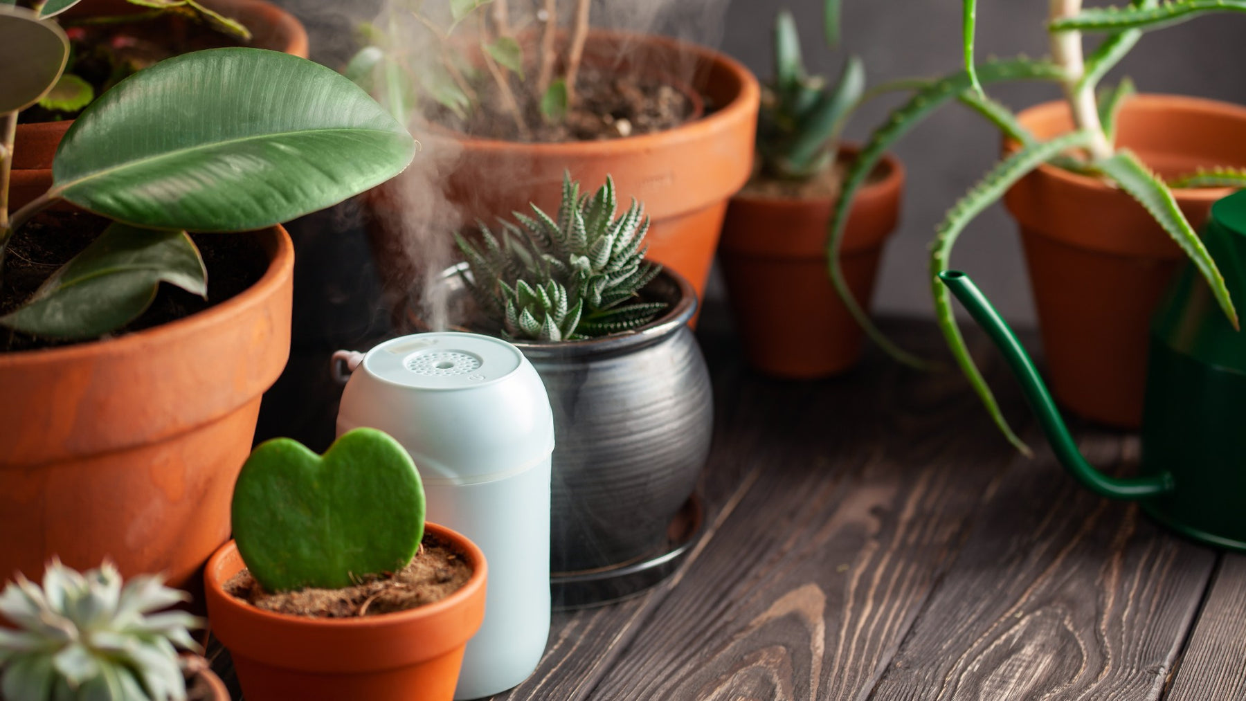 Where to Place Humidifier in Grow Tent?