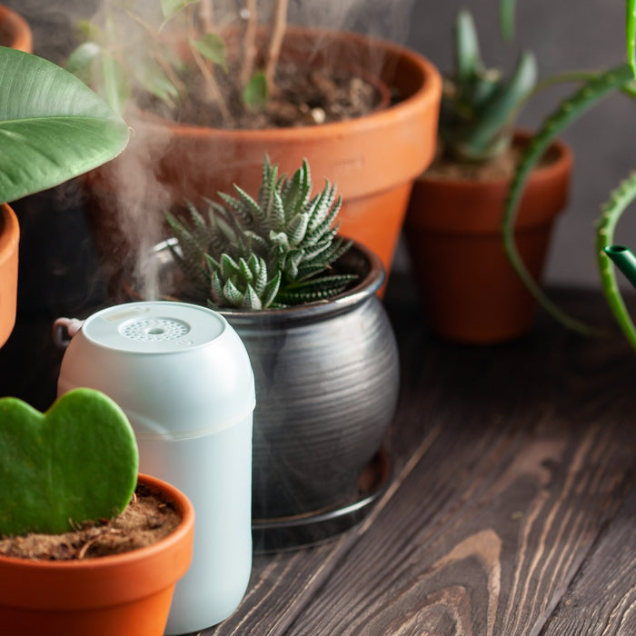 Where to Place Humidifier in Grow Tent?