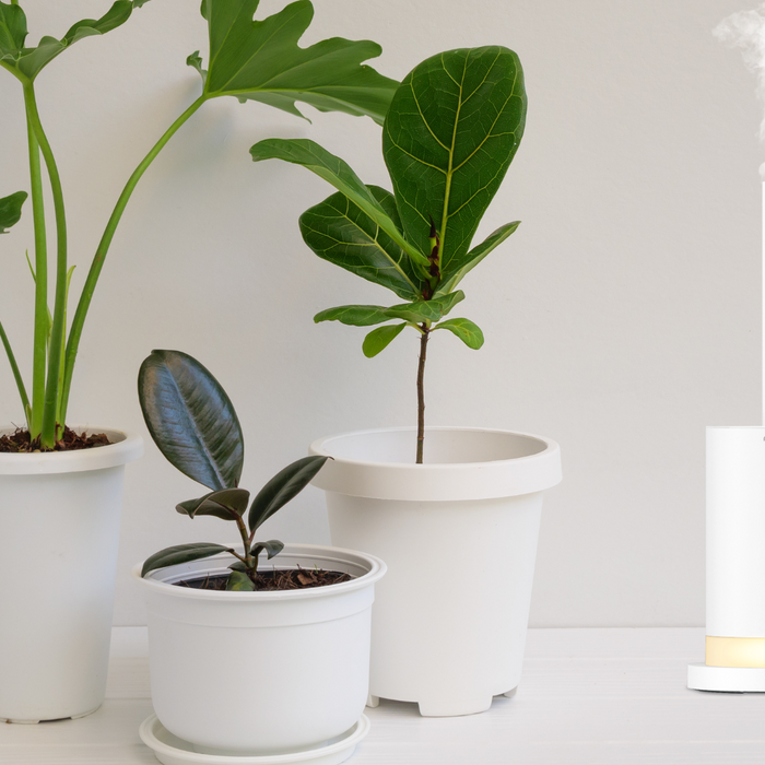 Are Your Plants Too Dry?
