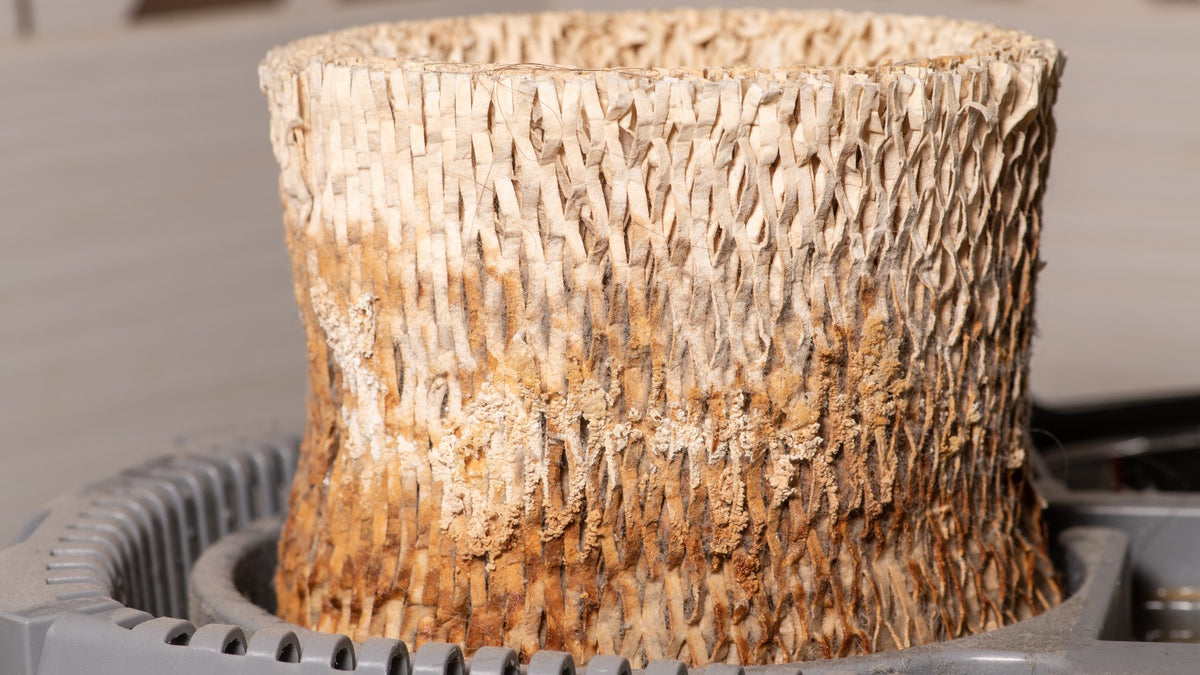 How Often to Change Humidifier Pad? — Miro