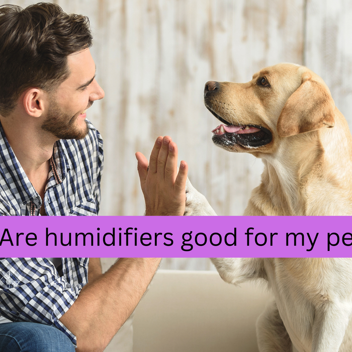 Can a Humidifier Benefit My Pet?