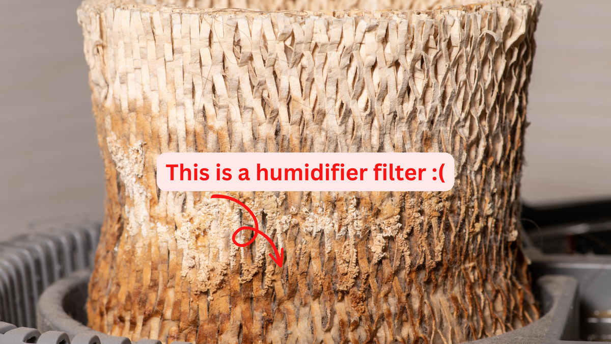 Molded Humidifier Filter The Dangers of Mold and Bacteria Growth In Your Humidifier — Miro